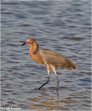 Missing Image: i_0021.jpg - Redish-Egret