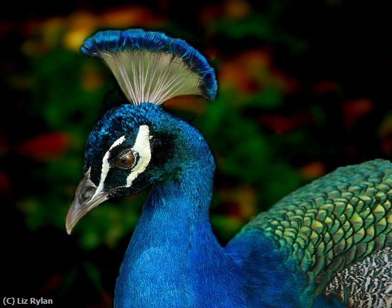Missing Image: i_0022.jpg - Handsome Peacock