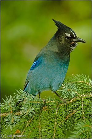 Missing Image: i_0043.jpg - Stellars Jay