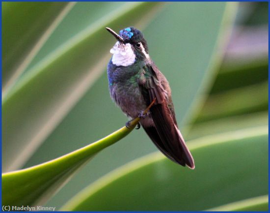 Missing Image: i_0051.jpg - Hummingbird on Perch