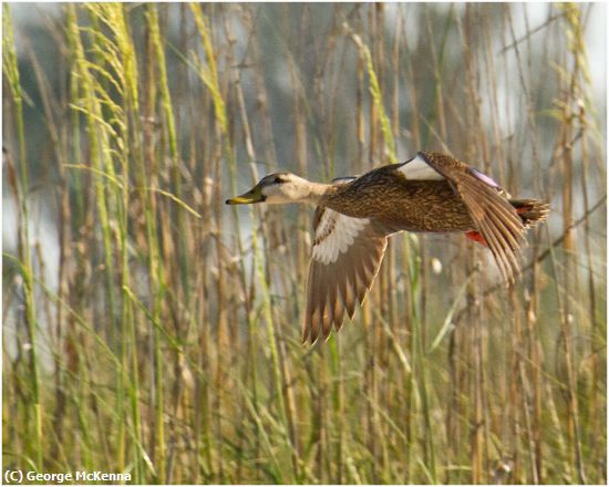 Missing Image: i_0055.jpg - Low Flying Duck