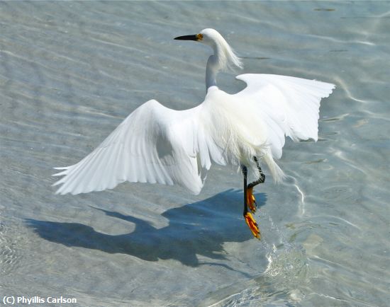 Missing Image: i_0058.jpg - EGRET TAKE OFF