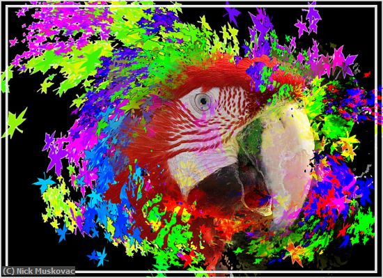 Missing Image: i_0067.jpg - Parrot Art