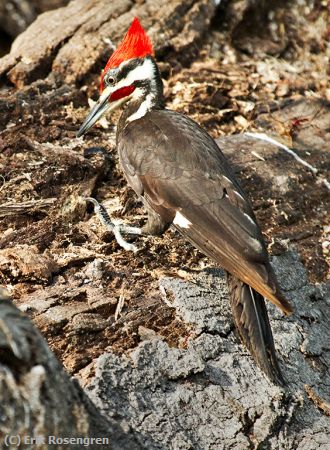 Missing Image: i_0069.jpg - Enjoying-Carpender-ants-Pileated-Woo