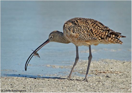 Missing Image: i_0012.jpg - Monster-catch-Long-billed-Curlew