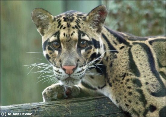 Missing Image: i_0022.jpg - Clouded Leopard