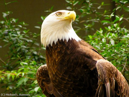 Missing Image: i_0030.jpg - Eagle