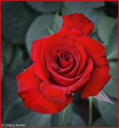 Missing Image: i_0034.jpg - Red Rose