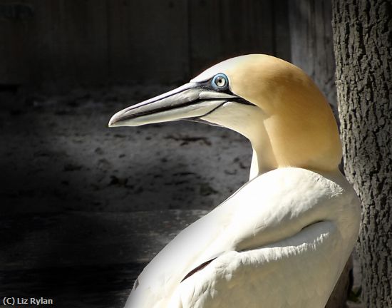 Missing Image: i_0037.jpg - A-Blue-Eyed-Blond-Gannet