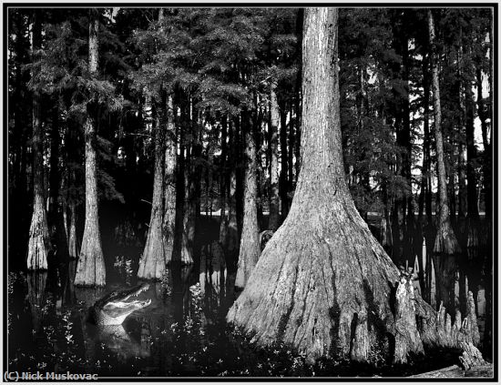 Missing Image: i_0040.jpg - Cypress Swamp Gator