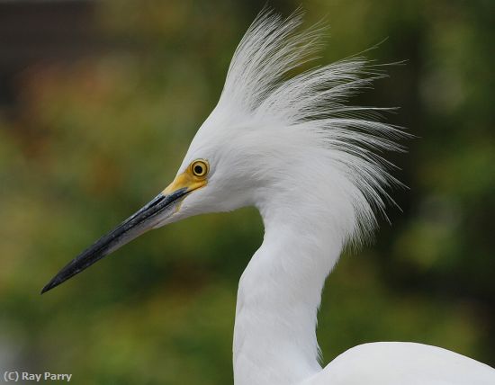 Missing Image: i_0058.jpg - Snowy Egret Head