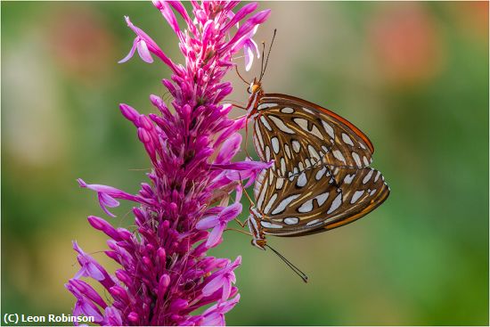 Missing Image: i_0068.jpg - Mating Buterflies