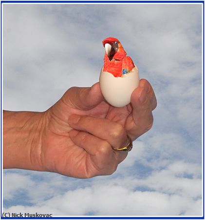 Missing Image: i_0071.jpg - Hand Held Baby Parrot