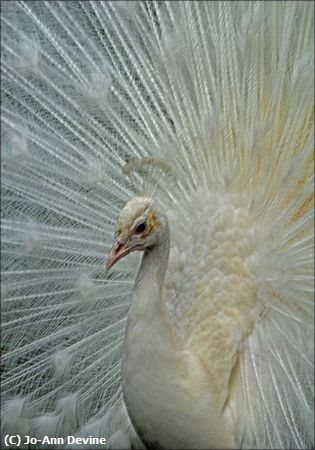 Missing Image: i_0084.jpg - White Peacock