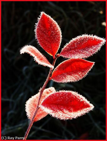 Missing Image: i_0002.jpg - Early Frost on Leaves