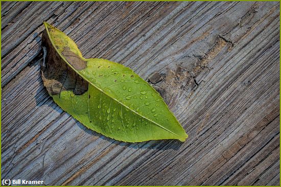 Missing Image: i_0005.jpg - Dewy Leaf On Wood