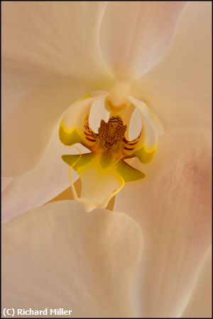 Missing Image: i_0023.jpg - ORCHID