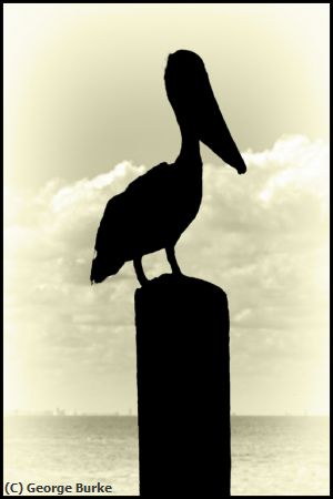 Missing Image: i_0036.jpg - Pelican at The Pier