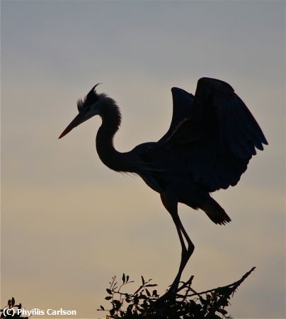 Missing Image: i_0039.jpg - Great Blue Heron