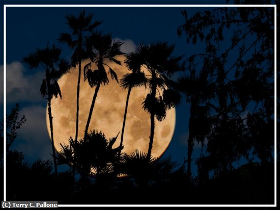 Missing Image: i_0044.jpg - Palms-over-moon