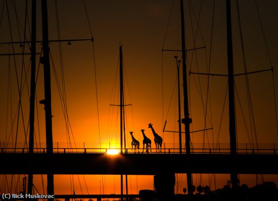 Missing Image: i_0047.jpg - Sunrise-On-Bridge