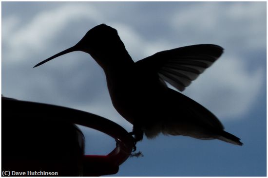 Missing Image: i_0054.jpg - HummingbirdOnFeeder