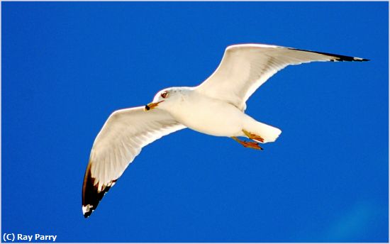 Missing Image: i_0004.jpg - Floating Gull