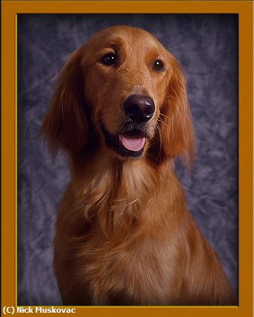 Missing Image: i_0010.jpg - Irish-Setter