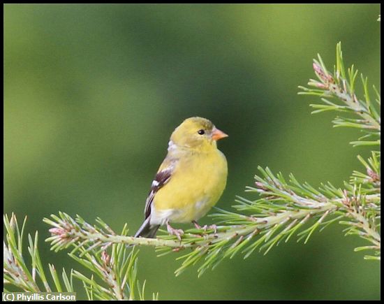 Missing Image: i_0014.jpg - GOLD FINCH