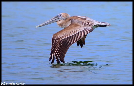 Missing Image: i_0026.jpg - SKIMMING PELICAN