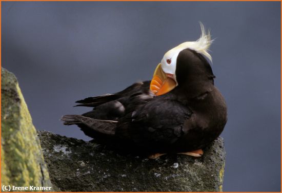 Missing Image: i_0014.jpg - Tufted Puffin Preening