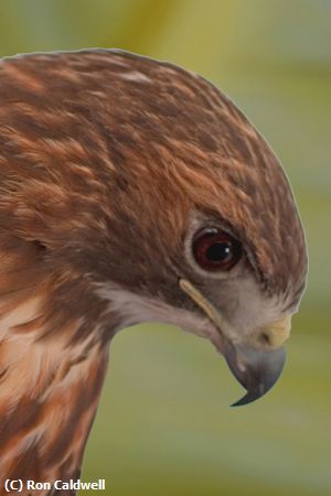 Missing Image: i_0017.jpg - redtail-head