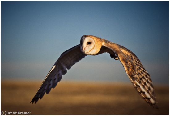 Missing Image: i_0030.jpg - Silent Flight - Barn Owl