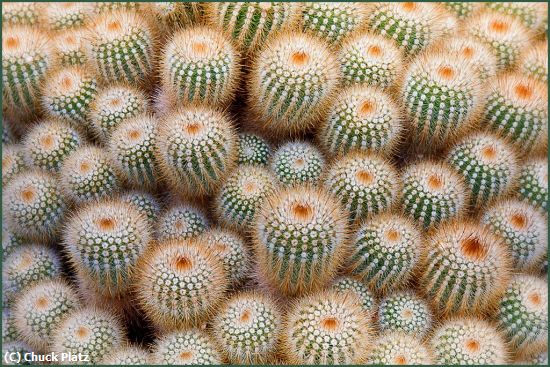 Missing Image: i_0031.jpg - Very Prickly Cacti