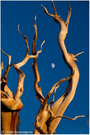 Missing Image: i_0044.jpg - Moon-through-Bristlecone-Pine