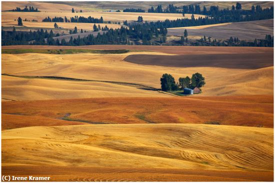 Missing Image: i_0046.jpg - Grain Patterns in the Palouse