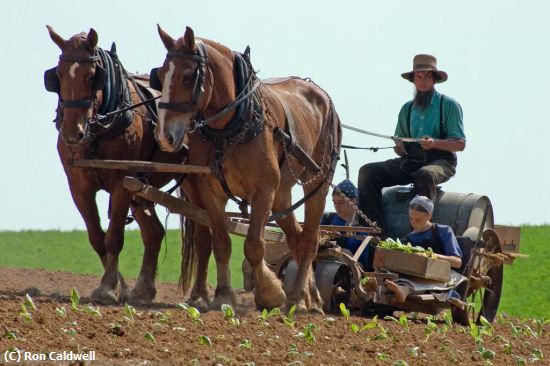 Missing Image: i_0050.jpg - planting-tobacco