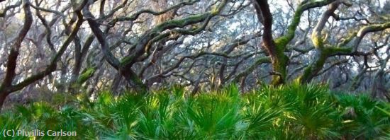 Missing Image: i_0052.jpg - CUMBERLAND ISLAND LIVE OAKS