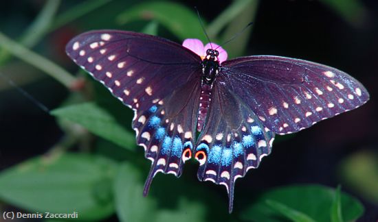 Missing Image: i_0005.jpg - Swallowtail