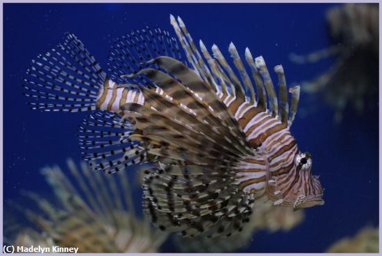 Missing Image: i_0020.jpg - Lionfish