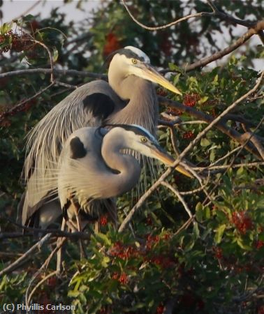 Missing Image: i_0030.jpg - Nesting Pair