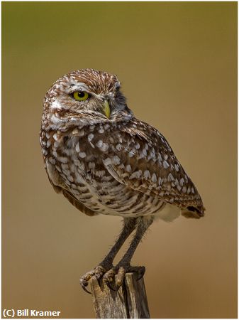 Missing Image: i_0036.jpg - Alert Burrowing-Owl