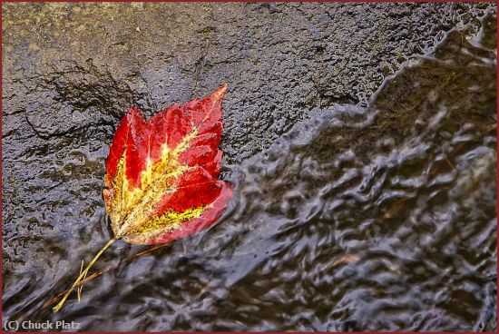 Missing Image: i_0041.jpg - Fallen Leaf