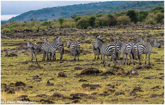 Missing Image: i_0066.jpg - Zebras-on-the-Masai Mara