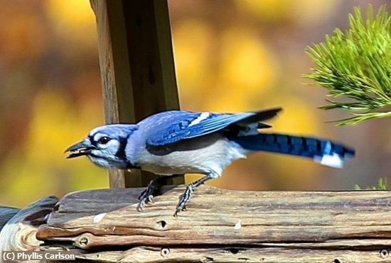 Missing Image: i_0004.jpg - BLUE JAY