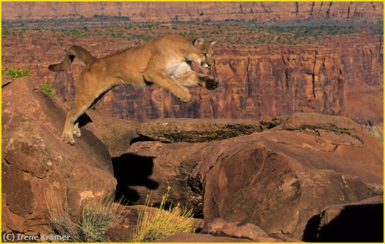 Missing Image: i_0005.jpg - Leaping Cougar