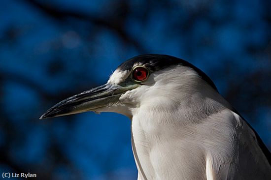 Missing Image: i_0024.jpg - Black-crowned-Night-Heron