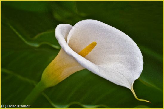 Missing Image: i_0030.jpg - Calla Lily