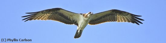 Missing Image: i_0037.jpg - OSPREY IN FLIGHT