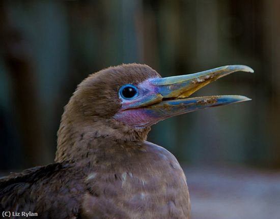 Missing Image: i_0048.jpg - Young-Gannet